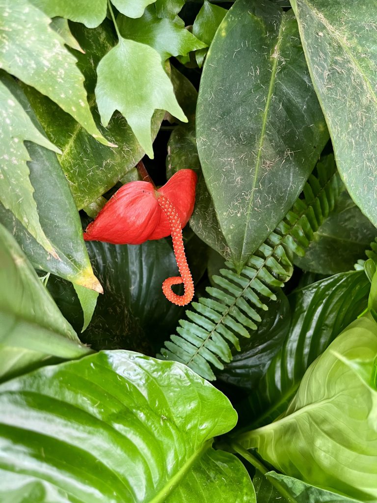 Anthurium scherzerianum