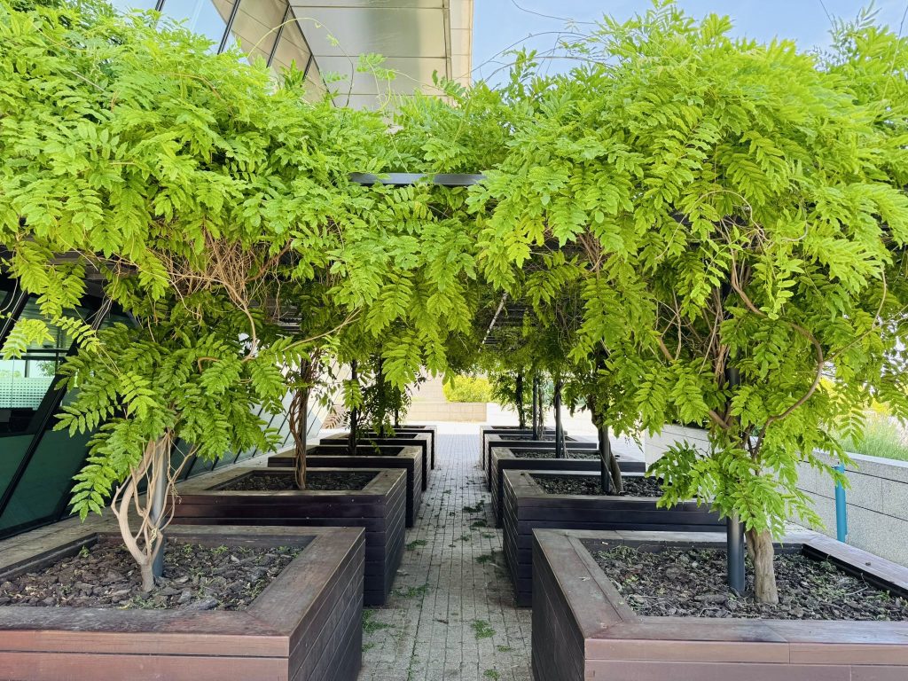 Pérgola cubierta por el follaje verde brillante de árboles plantados en grandes jardineras de madera oscura, creando un pasillo sombreado.