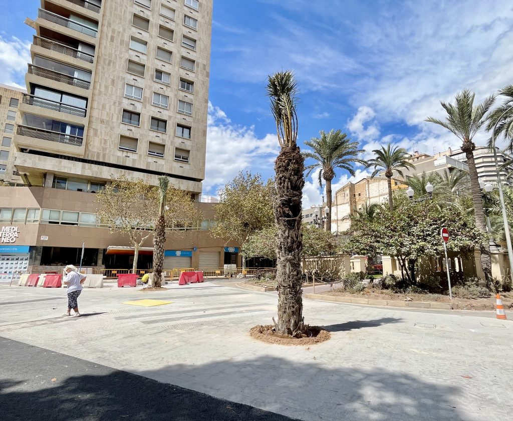 Foto de una plaza urbana recién pavimentada con una palmera central, alta y algo desmochada. Hay un gran edificio de gran altura a la izquierda, y otras palmeras y vegetación a la derecha bajo un cielo parcialmente nublado.