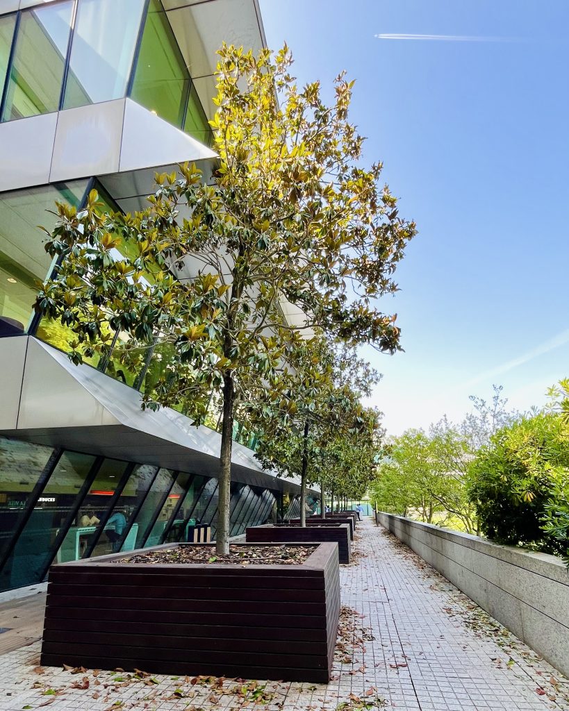Árboles en jardineras de madera oscura a lo largo de un paseo, con un moderno edificio de vidrio y metal a la izquierda bajo un cielo azul. Más verde, menos calor.