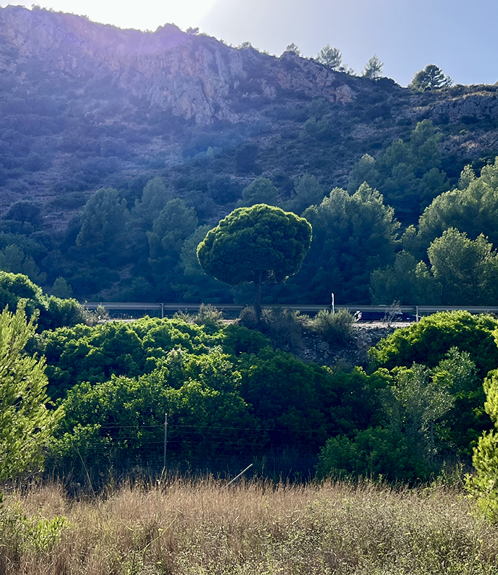 Pino singular con forma de bola o sombrilla sobre un tronco delgado, rodeado de vegetación en una colina, con un cielo azul de fondo.