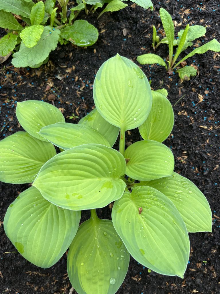 Una planta de Hosta joven con hojas grandes, redondas y de color verde claro, con la superficie húmeda, adaptada a crecer en lugares sombríos.