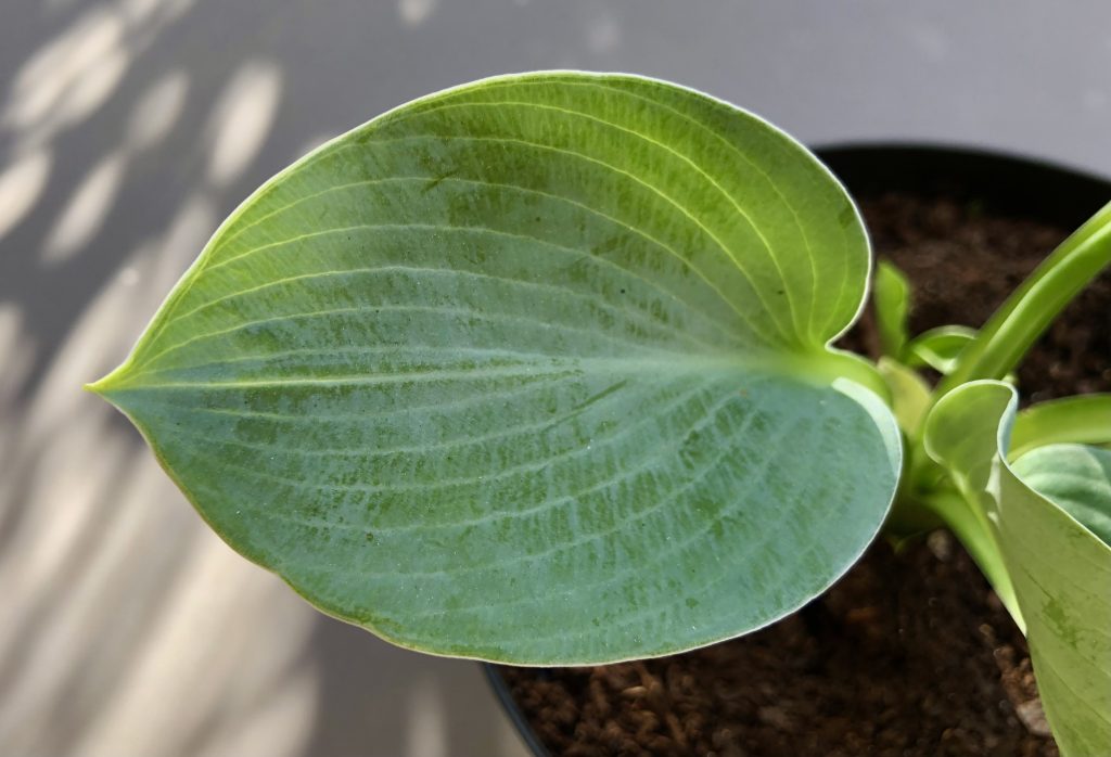 Primer plano de una hoja individual de Hosta de color verde azulado o glauco, con nervaduras prominentes y forma de corazón. La hoja está en una maceta con tierra y recibe luz solar parcial.