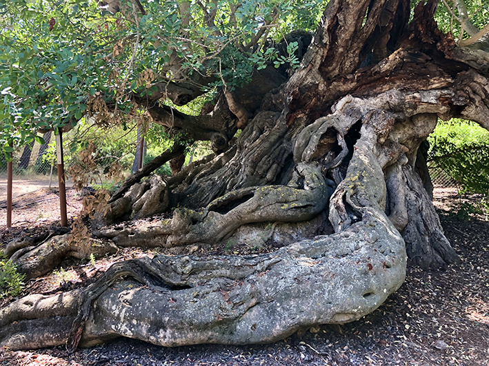 Primer plano de las masivas y retorcidas raíces y la base del tronco de un algarrobo (Ceremonia siliqua) de más de 800 años. Las raíces, que parecen piedras, se extienden sobre el suelo, mientras que la corteza del tronco es oscura y profundamente surcada. Se ven hojas verdes en las ramas superiores.