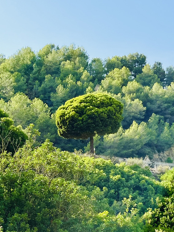 Imagen vertical de un pino singular con una copa perfectamente esférica y densa, destacando sobre un tronco delgado en una colina de vegetación abundante y vibrante. La luz intensa realza el verde saturado. El árbol, de forma caprichosa, es el punto focal de la escena bajo un cielo azul claro.