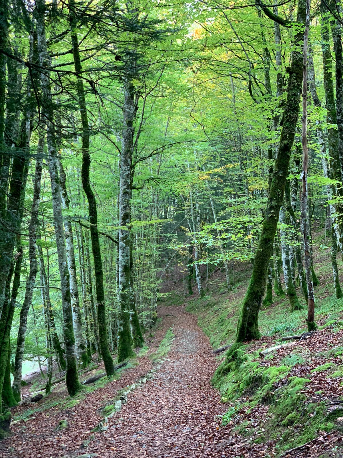 Un sendero forestal de tierra y grava, cubierto por una capa de hojas caídas de color marrón y ocre, se extiende hacia el fondo en medio de un denso bosque. El camino está flanqueado por numerosos árboles de tronco claro y alto (probablemente hayas) con musgo verde brillante en la base. Las copas son de un verde lima y esmeralda, creando una atmósfera boscosa y fresca. La vegetación a la derecha del camino es más empinada.