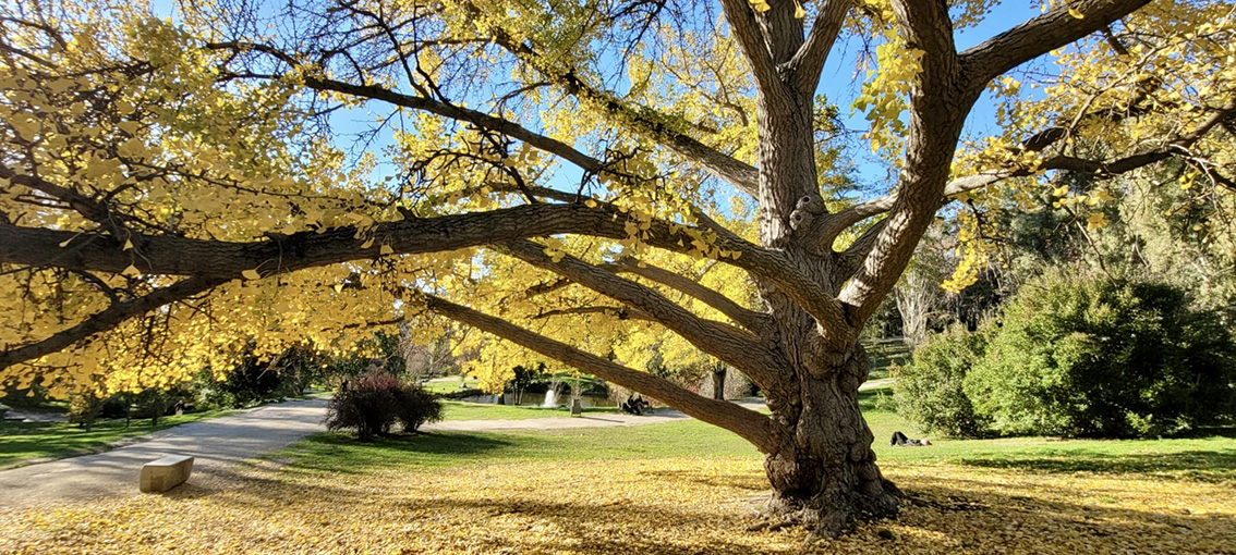 Un gran árbol Ginkgo Biloba con un tronco grueso y ramas extendidas, mostrando sus hojas de color amarillo dorado en otoño. El suelo está cubierto de hojas caídas amarillas, y detrás se ve un sendero, césped verde y otros arbustos bajo un cielo azul brillante.