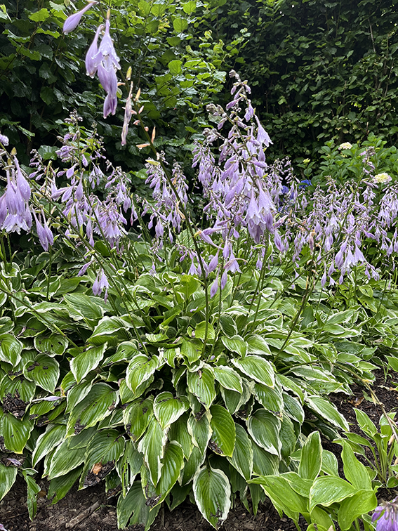 Una planta de Hosta con elegantes hojas variegadas de color verde oscuro con bordes blancos y tallos altos de flores de color lavanda pálido, creciendo en un jardín sombreado.