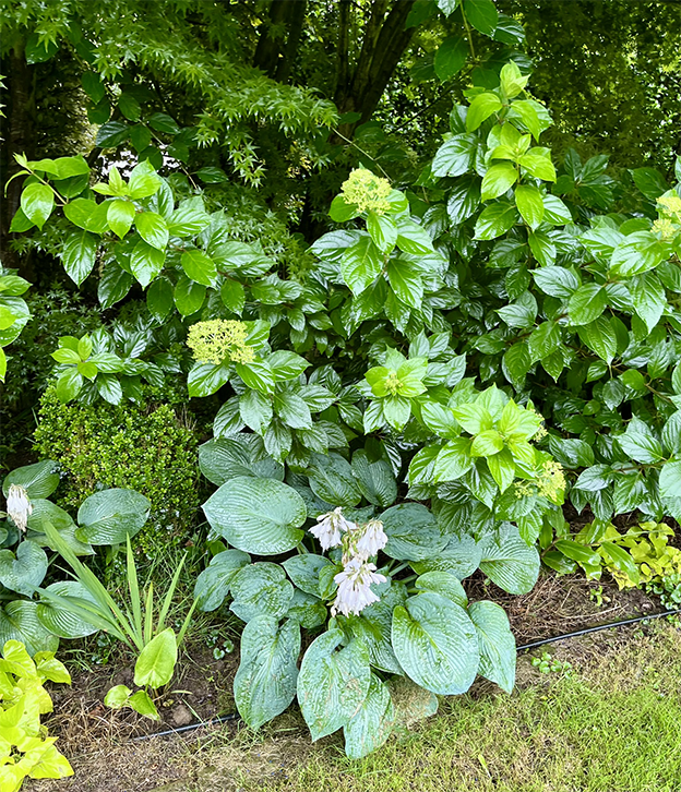 hostas-en-el jardin Primer plano de un jardín elegante sombreado con una gran Hosta de hojas verdes y brillantes en el centro, con espigas de flores blancas. Está rodeada por arbustos con follaje verde más claro y musgo, mostrando una textura de jardín exuberante y húmedo