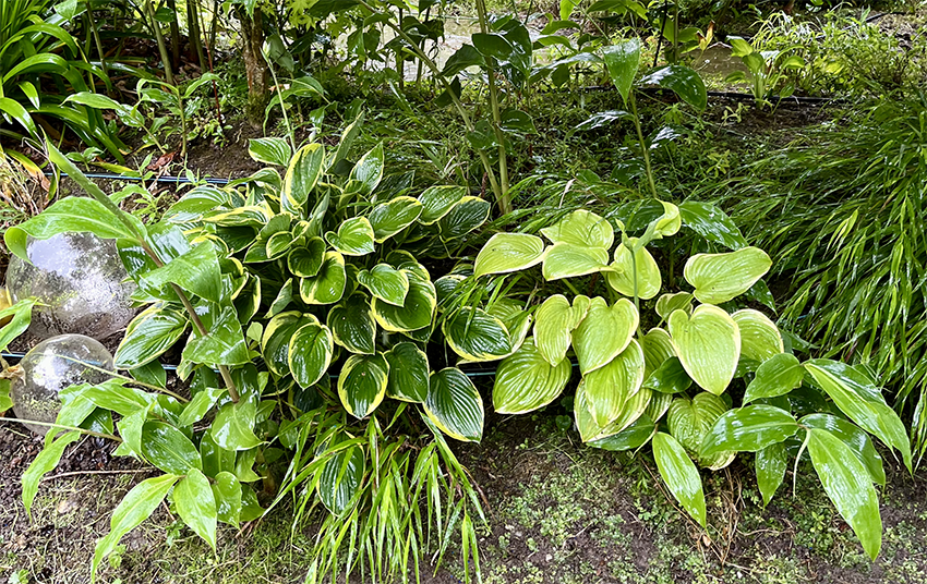 Plantas de Hosta abigarradas (verde y amarillo) y de color verde chartreuse creciendo en un jardín sombreado. Su resistencia, elegancia y adaptabilidad transforman jardines e interiores.