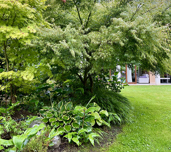 Vista de un jardín trasero bien cuidado con un gran árbol de hojas verdes y finas, posiblemente un arce japonés, que proyecta sombra. En el borde hay una Hosta de hoja variegada. Detrás del árbol se ve el césped y una casa con puertas acristaladas que dan a un sofá en el interior.