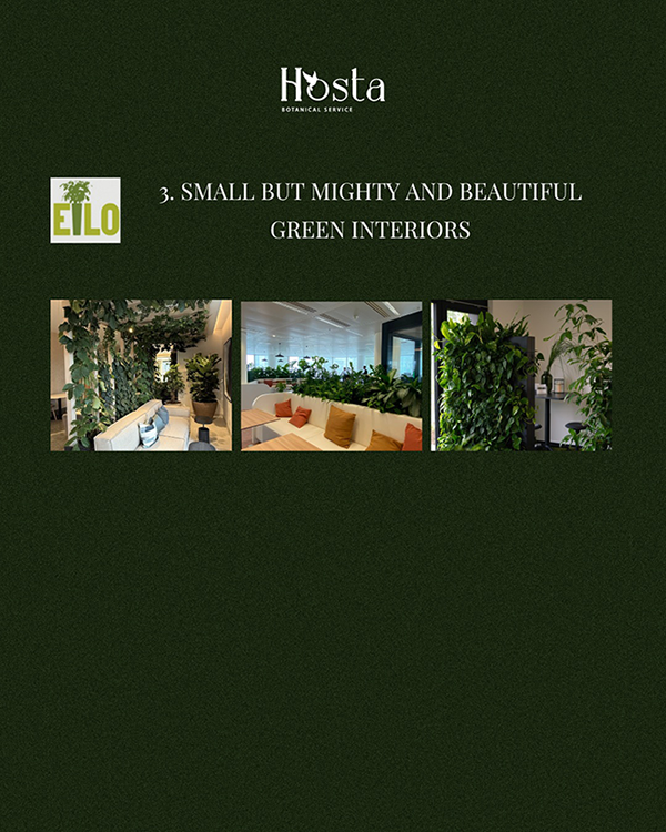 EILO Madrid Awards, categoría 3 de Hosta Botanical Service y EILO, titulada '3. SMALL BUT MIGHTY AND BEAUTIFUL GREEN INTERIORS' (3. INTERIORES VERDES PEQUEÑOS PERO PODEROSOS Y HERMOSOS) con el logotipo de Hosta Botanical Service y un emblema de EILO. Debajo del título, hay tres fotografías que muestran diferentes ejemplos de diseño de interiores con plantas: a la izquierda, un área de descanso con un sofá blanco y plantas trepadoras enrejadas; en el centro, una oficina moderna con un sofá y mesas rodeadas de jardineras bajas de vegetación; y a la derecha, una pared verde vertical con plantas densas. El propósito de la imagen es ilustrar y promover el uso de plantas y paredes verdes para embellecer y mejorar espacios interiores, incluso en entornos pequeños.