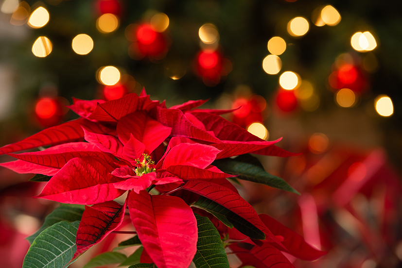 Un primer plano de una flor de Pascua (Poinsettia) de color rojo intenso y hojas verdes, con un árbol de Navidad decorado con luces y adornos en el fondo desenfocado.