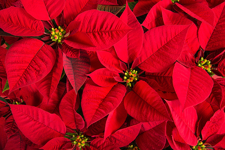 Primer plano de hojas rojas de poinsettia mostrando sus brácteas intensas y pequeños botones florales centrales.