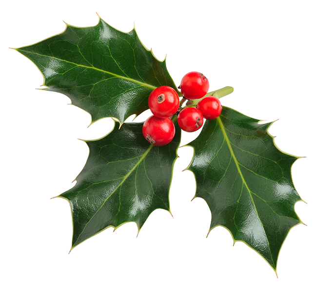 Una rama de acebo (Ilex aquifolium) con hojas verde oscuro y bayas rojas brillantes, típicamente usada como decoración navideña.