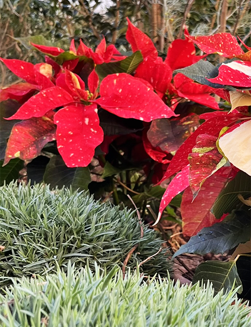 Un primer plano de una flor de Pascua (Poinsettia) con brácteas rojas moteadas de blanco, creciendo en un jardín junto a follaje verde de hierbas, resaltando su uso decorativo en invierno.