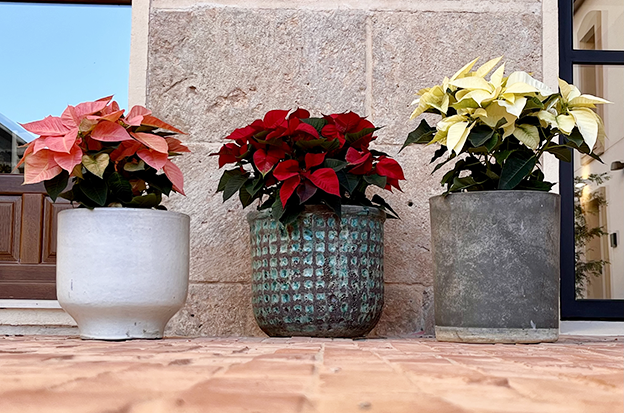 Tres plantas de Poinsettia en macetas de cerámica de diferentes colores (rojo melocotón, rojo intenso y amarillo claro) alineadas contra una pared de piedra, mostrando la variedad de colores y su uso como decoración exterior.