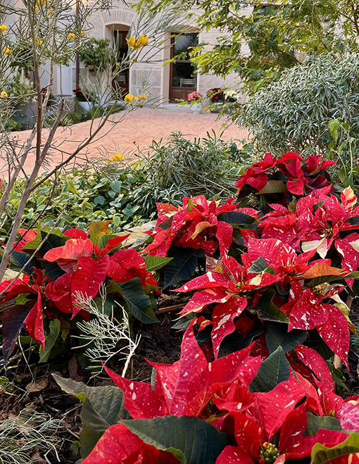 Poinsettias rojas jaspeadas integradas en un jardín, formando parte del paisajismo navideño de un espacio exterior.