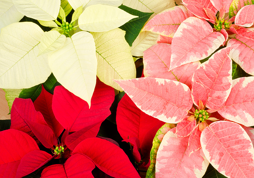 Poinsettias o flores de Pascua en tonos rojo, blanco y rosado, tan características de la Navidad.