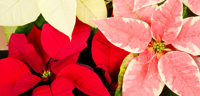 Poinsettias o flores de Pascua en tonos rojo, blanco y rosado, con sus hojas coloridas características de la Navidad.